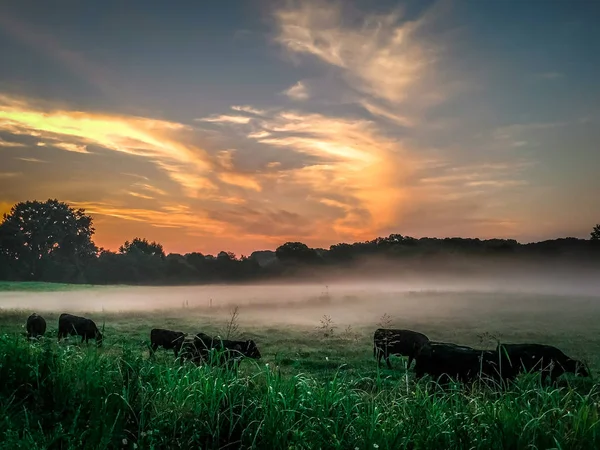 Krásný Východ Slunce Nad Zemědělskou Půdou Jižní Karolíně — Stock fotografie