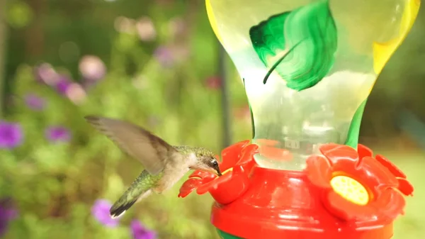 Hummingbird Med Röd Blomma — Stockfoto