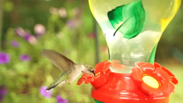 Hummingbird Med Röd Blomma — Stockfoto