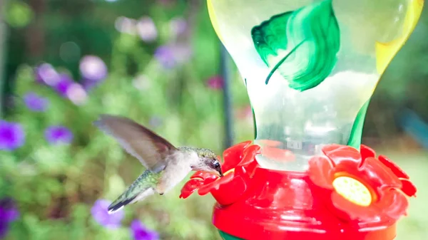 Kolibri Piros Virággal — Stock Fotó