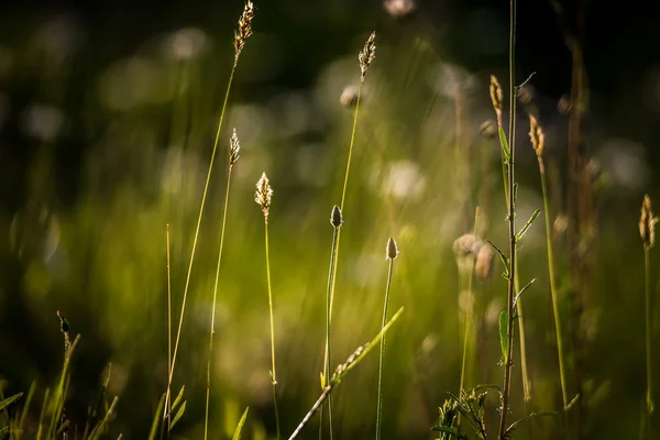 デイジー花を咲かせ夏の草原に — ストック写真