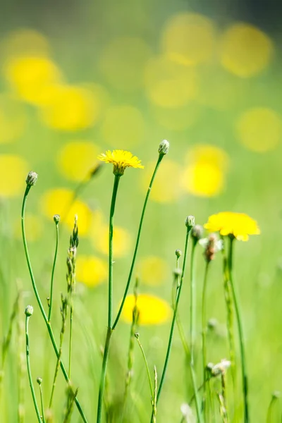 Fioritura Fiore Margherita Prato Estate — Foto Stock