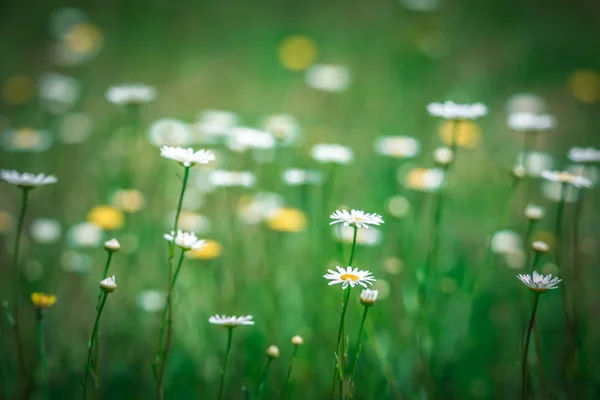 Daisy Blomma Blomma Äng Sommar — Stockfoto