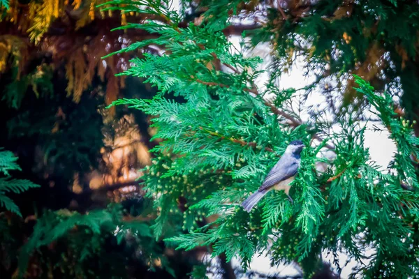 Chickadee Uppflugna Vintergröna Träd — Stockfoto