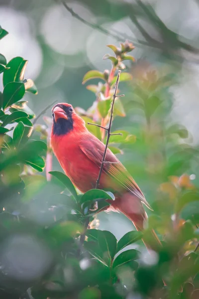 Cardinal Birds Hanging Out Tree — Stock Fotó