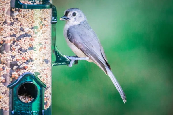 Mésange Touffue Dans Nature Sauvage Carolina Sud — Photo