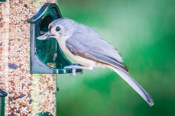 Tufted Titmouse Wilds South Carolina — Stock Photo, Image