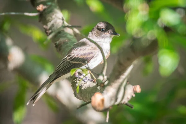 Chipping Sparrow Natuur — Stockfoto