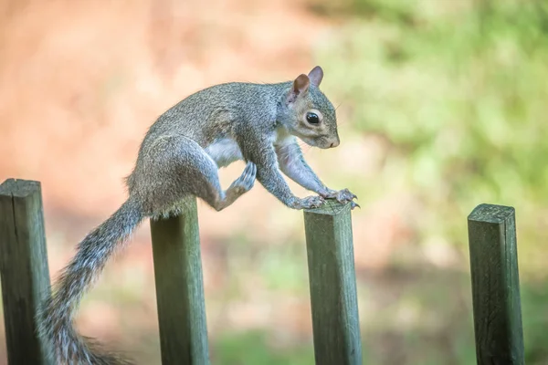 울타리에 다람쥐 — 스톡 사진
