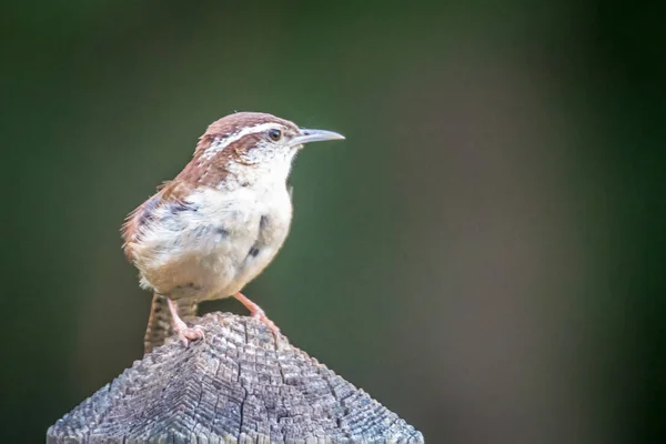 Carolina Wren Ogrodzenie Post — Zdjęcie stockowe