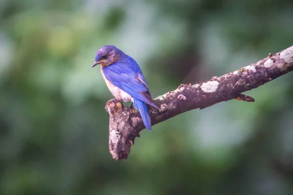 Pássaro Azul Oriental Natureza — Fotografia de Stock