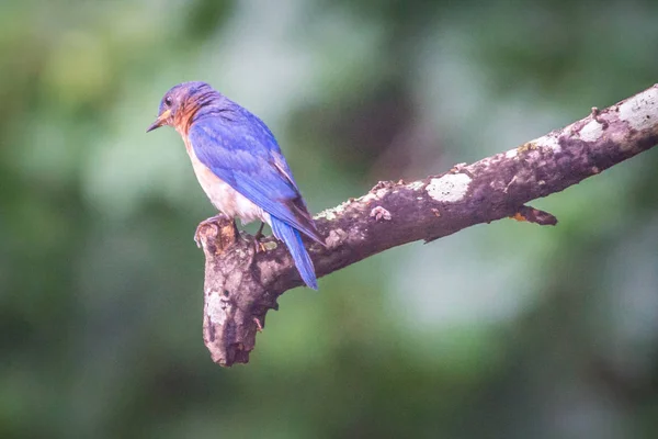 Blauer Ostvogel Freier Wildbahn — Stockfoto