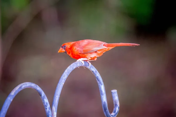 Cardinal Birds Hanging Out Tree — Stock Fotó