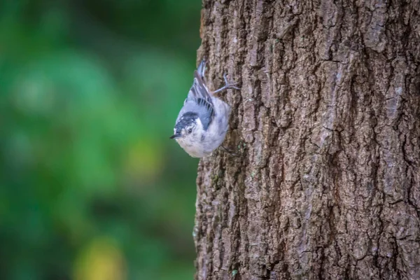 Huthatch Bird Nut Pecker Wild Tree — Stock Photo, Image