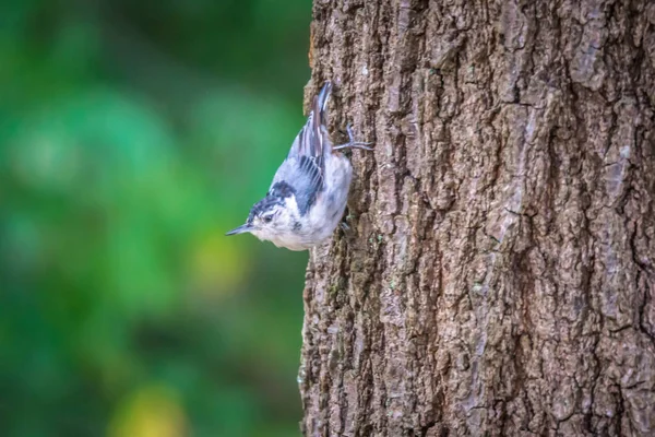 Huthatch Vogelnusspicker Freier Wildbahn Auf Einem Baum — Stockfoto