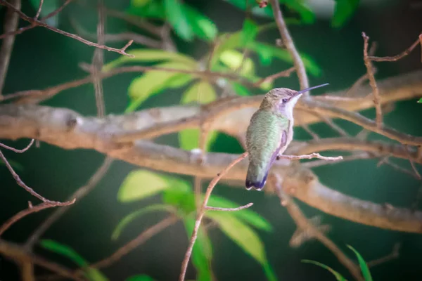 Kolibrie Gevonden Wilde Natuur Zonnige Dag — Stockfoto