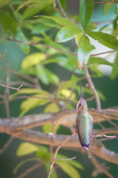 Colibrì Trovato Nella Natura Selvaggia Nella Giornata Sole — Foto Stock