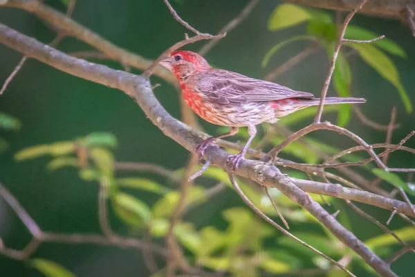 Kardinalvogel Freier Wildbahn South Carolina — Stockfoto