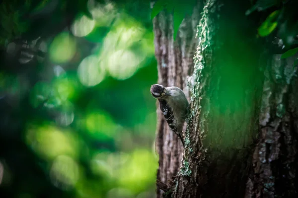 Downy Ağaçkakan Doğada — Stok fotoğraf
