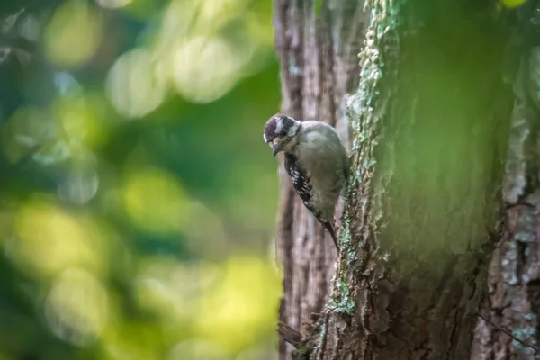 Downy Woodpecker Wild — Stock Photo, Image