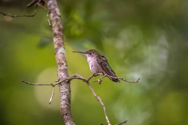 Koliber Znalezione Dzikiej Przyrody Słoneczny Dzień — Zdjęcie stockowe