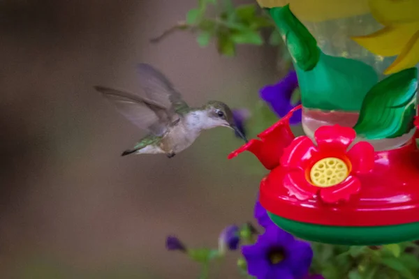 Hummingbird Finns Vilda Naturen Solig Dag — Stockfoto