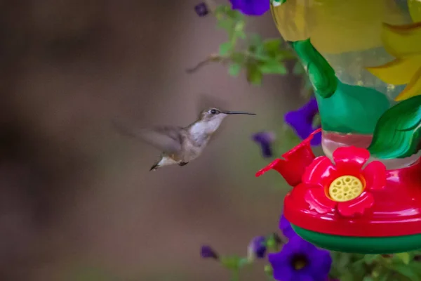 Colibri Trouvé Dans Nature Sauvage Par Une Journée Ensoleillée — Photo