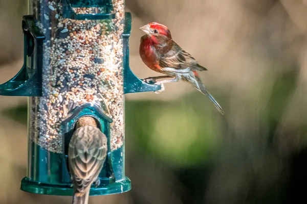 Cardinal Birds Hanging Out Tree — Stock Photo, Image