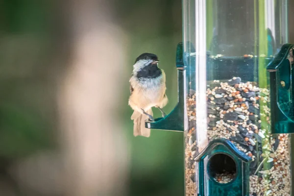 Chickadee Bird Feeder Filled Seed — Stock Photo, Image