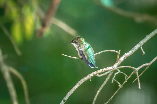 Groene Kolibrie Pirched Een Boom Een Wild — Stockfoto