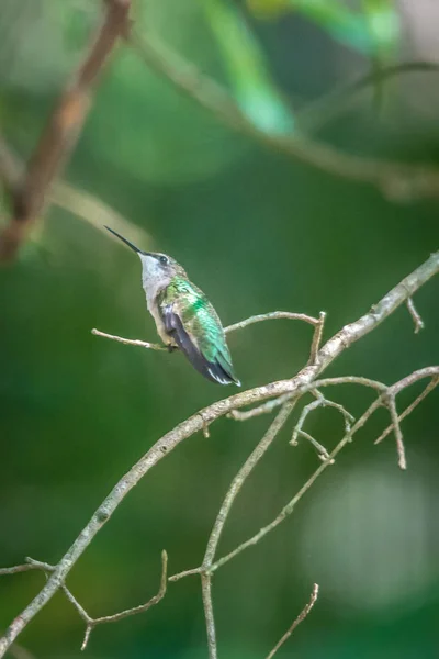 Colibri Vert Piraté Sur Arbre Dans Une Nature Sauvage — Photo