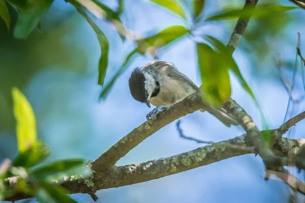 Huthatch Vogelnusspicker Freier Wildbahn Auf Einem Baum — Stockfoto