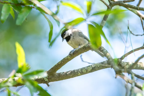 Huthatch Vogelnusspicker Freier Wildbahn Auf Einem Baum — Stockfoto