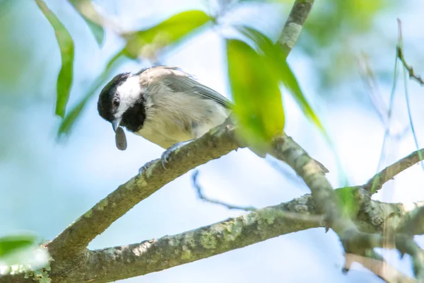 Huthatch Bird Nut Pecker Wild Tree — Stock Photo, Image