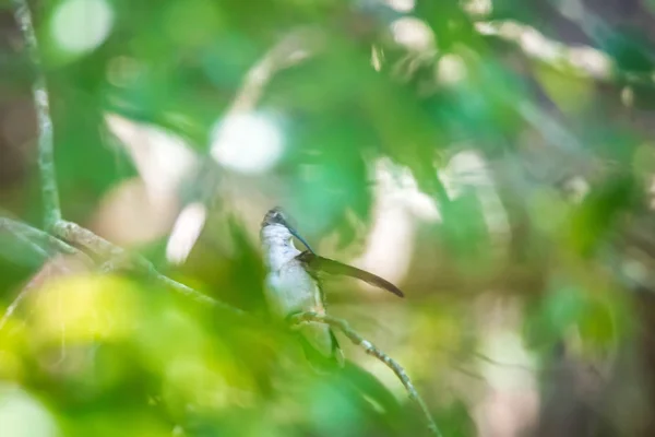 Grön Hummingbird Pirched Ett Träd Vild — Stockfoto