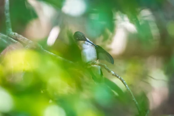 Colibrí Verde Pirateado Árbol Salvaje — Foto de Stock