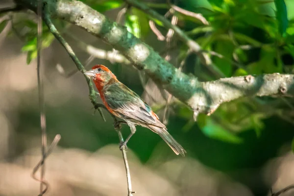 Kardinalvogel Freier Wildbahn South Carolina — Stockfoto