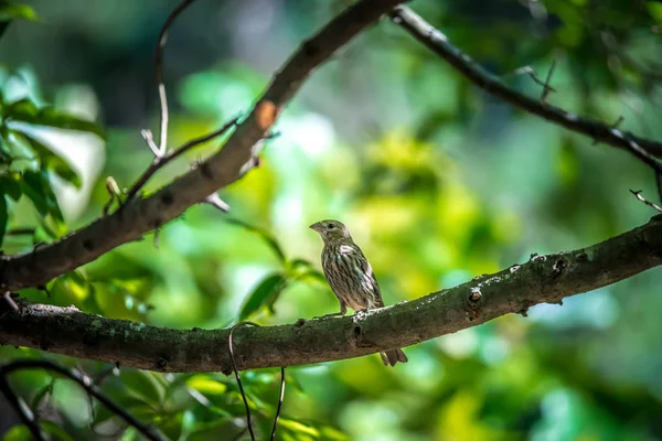 Chipping Sparrow Natuur — Stockfoto