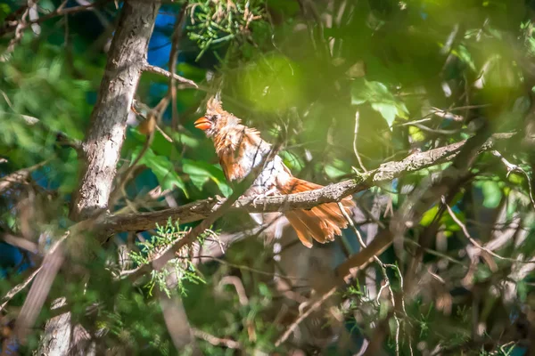 Uccello Cardinale Natura Nella Carolina Meridionale — Foto Stock