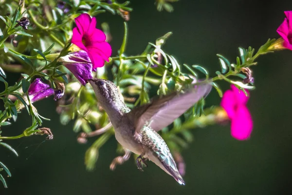 Colibrí Encontrado Naturaleza Salvaje Día Soleado — Foto de Stock