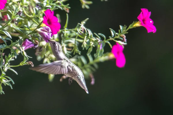 Kolibri Sonnigem Tag Freier Natur Gefunden — Stockfoto