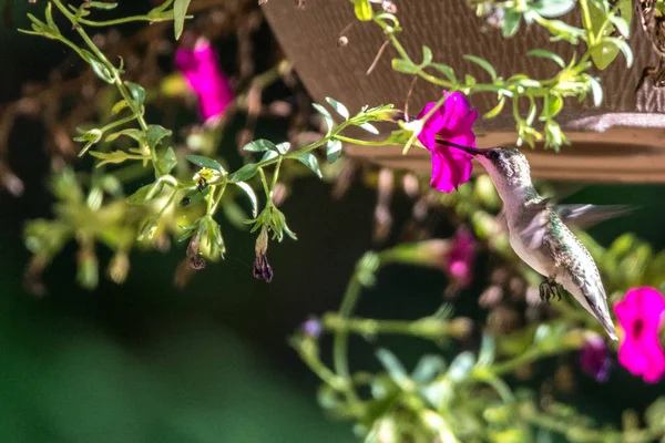 晴れた日には野生の自然 ハチドリ — ストック写真