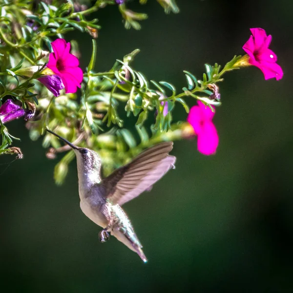 Napsütéses Nap Megtalálható Vad Természet Kolibri — Stock Fotó