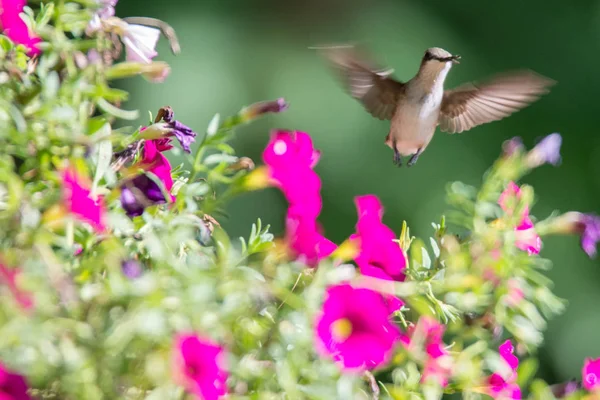 Colibrì Trovato Nella Natura Selvaggia Nella Giornata Sole — Foto Stock