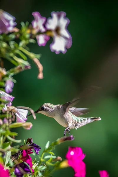 Hummingbird Finns Vilda Naturen Solig Dag — Stockfoto