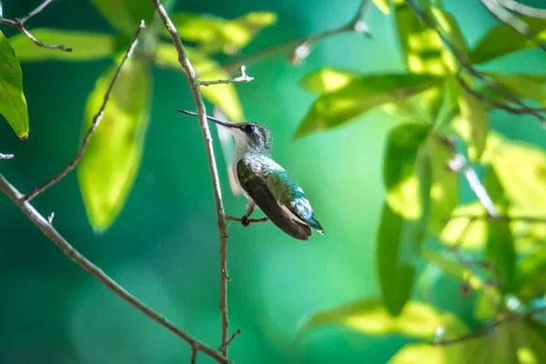 Kolibri Sonnigem Tag Freier Natur Gefunden — Stockfoto