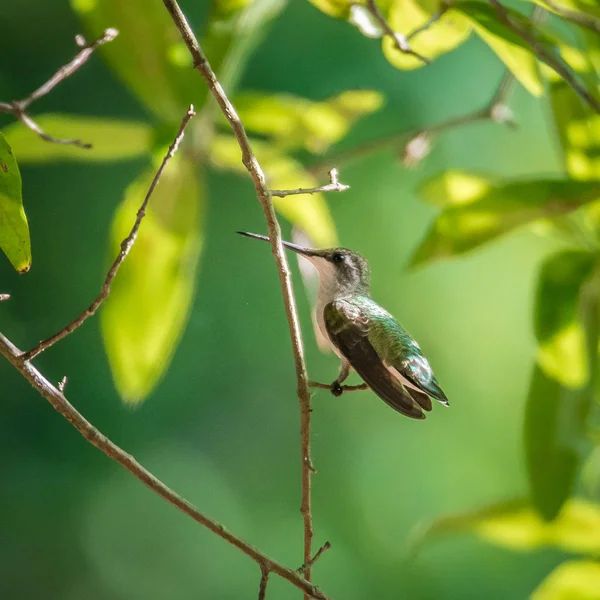 Colibrì Trovato Nella Natura Selvaggia Nella Giornata Sole — Foto Stock