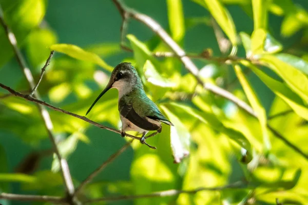 Hummingbird Found Wild Nature Sunny Day — Stock Photo, Image
