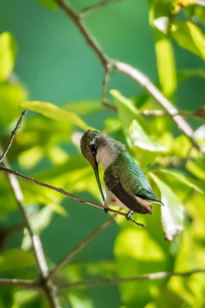 Kolibri Sonnigem Tag Freier Natur Gefunden — Stockfoto