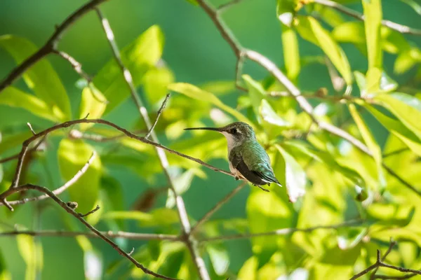 Kolibri Sonnigem Tag Freier Natur Gefunden — Stockfoto